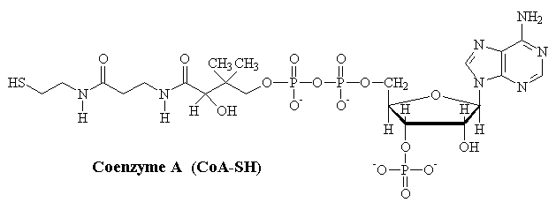 Coenzyme-A
