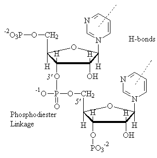 Dinucleotide chain