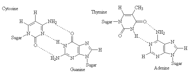 Hydrogen-Bonded Nucleotide Pairs