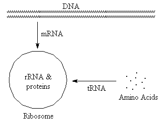 Diagram of roles of RNA